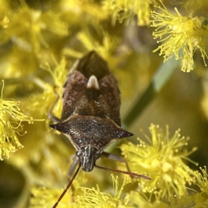 Oechalia schellenbergii at Russell, ACT - 7 Sep 2023