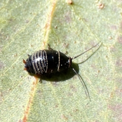 Ellipsidion sp. (genus) (A diurnal cockroach) at Braddon, ACT - 6 Sep 2023 by Hejor1