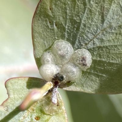 Glycaspis sp. (genus) (Unidentified sugary lerp) at Braddon, ACT - 7 Sep 2023 by Hejor1