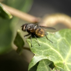 Calliphora stygia (Brown blowfly or Brown bomber) at Braddon, ACT - 7 Sep 2023 by Hejor1