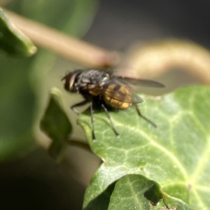 Calliphora stygia at Braddon, ACT - 7 Sep 2023