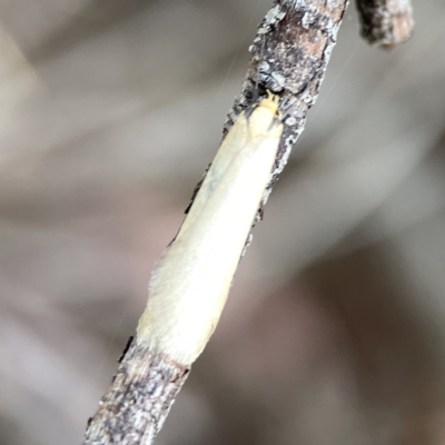 Philobota mathematica group undescribed species. (A concealer moth) at Braddon, ACT - 7 Sep 2023 by Hejor1