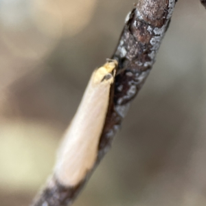 Philobota mathematica group undescribed species. at Braddon, ACT - 7 Sep 2023