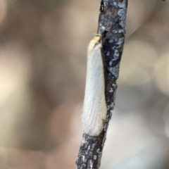 Philobota mathematica group undescribed species. at Braddon, ACT - 7 Sep 2023