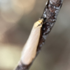 Philobota mathematica group undescribed species. at Braddon, ACT - 7 Sep 2023