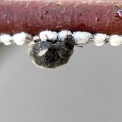 Coccinellidae (family) (Unidentified lady beetle) at Braddon, ACT - 7 Sep 2023 by Hejor1