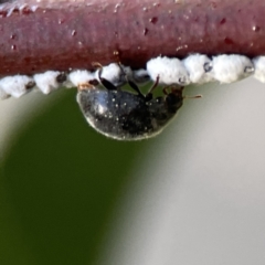 Coccinellidae (family) at Braddon, ACT - 7 Sep 2023