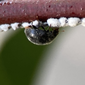 Coccinellidae (family) at Braddon, ACT - 7 Sep 2023