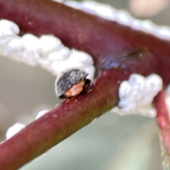 Coccinellidae (family) at Braddon, ACT - 7 Sep 2023