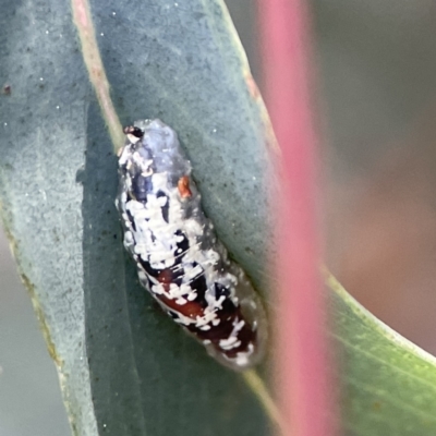 Coleoptera-immature at Braddon, ACT - 6 Sep 2023 by Hejor1