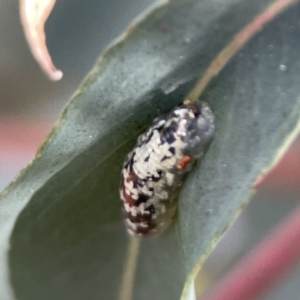 Syrphidae (family) at Braddon, ACT - 7 Sep 2023