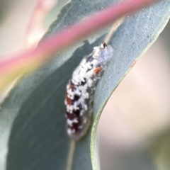 Syrphidae (family) at Braddon, ACT - 7 Sep 2023