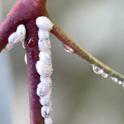 Unidentified Scale insect or Mealybug (Hemiptera, Coccoidea) at Braddon, ACT - 6 Sep 2023 by Hejor1