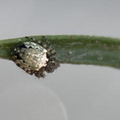 Araneus eburnus at Braddon, ACT - 7 Sep 2023 by Hejor1