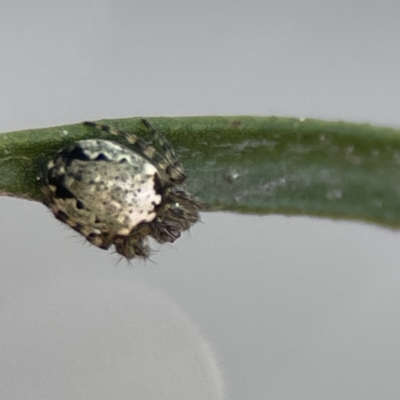 Araneus eburnus at Braddon, ACT - 6 Sep 2023 by Hejor1