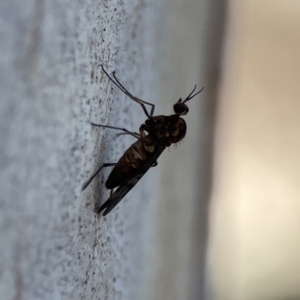 Sylvicola dubius at Braddon, ACT - 7 Sep 2023 08:52 AM