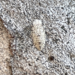 Ledromorpha planirostris (A leafhopper) at Braddon, ACT - 6 Sep 2023 by Hejor1