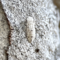 Ledromorpha planirostris at Braddon, ACT - 7 Sep 2023