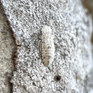 Ledromorpha planirostris at Braddon, ACT - 7 Sep 2023