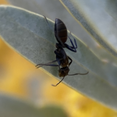 Camponotus aeneopilosus (A Golden-tailed sugar ant) at Braddon, ACT - 7 Sep 2023 by Hejor1