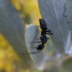 Camponotus aeneopilosus at Braddon, ACT - 7 Sep 2023