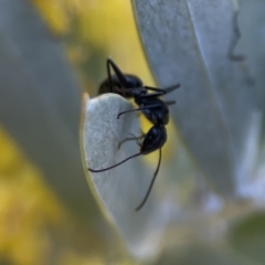 Camponotus aeneopilosus at Braddon, ACT - 7 Sep 2023