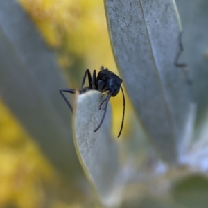 Camponotus aeneopilosus at Braddon, ACT - 7 Sep 2023