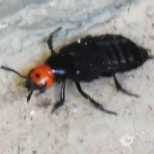 Creophilus erythrocephalus at Cotter River, ACT - 4 Sep 2023 12:24 PM