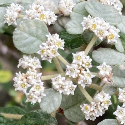 Spyridium parvifolium (Dusty Miller) at Woomargama National Park - 28 Aug 2023 by AnneG1