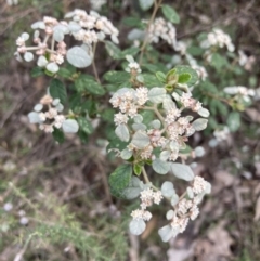 Spyridium parvifolium at Woomargama, NSW - 28 Aug 2023