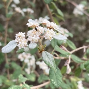 Spyridium parvifolium at Woomargama, NSW - 28 Aug 2023 02:51 PM