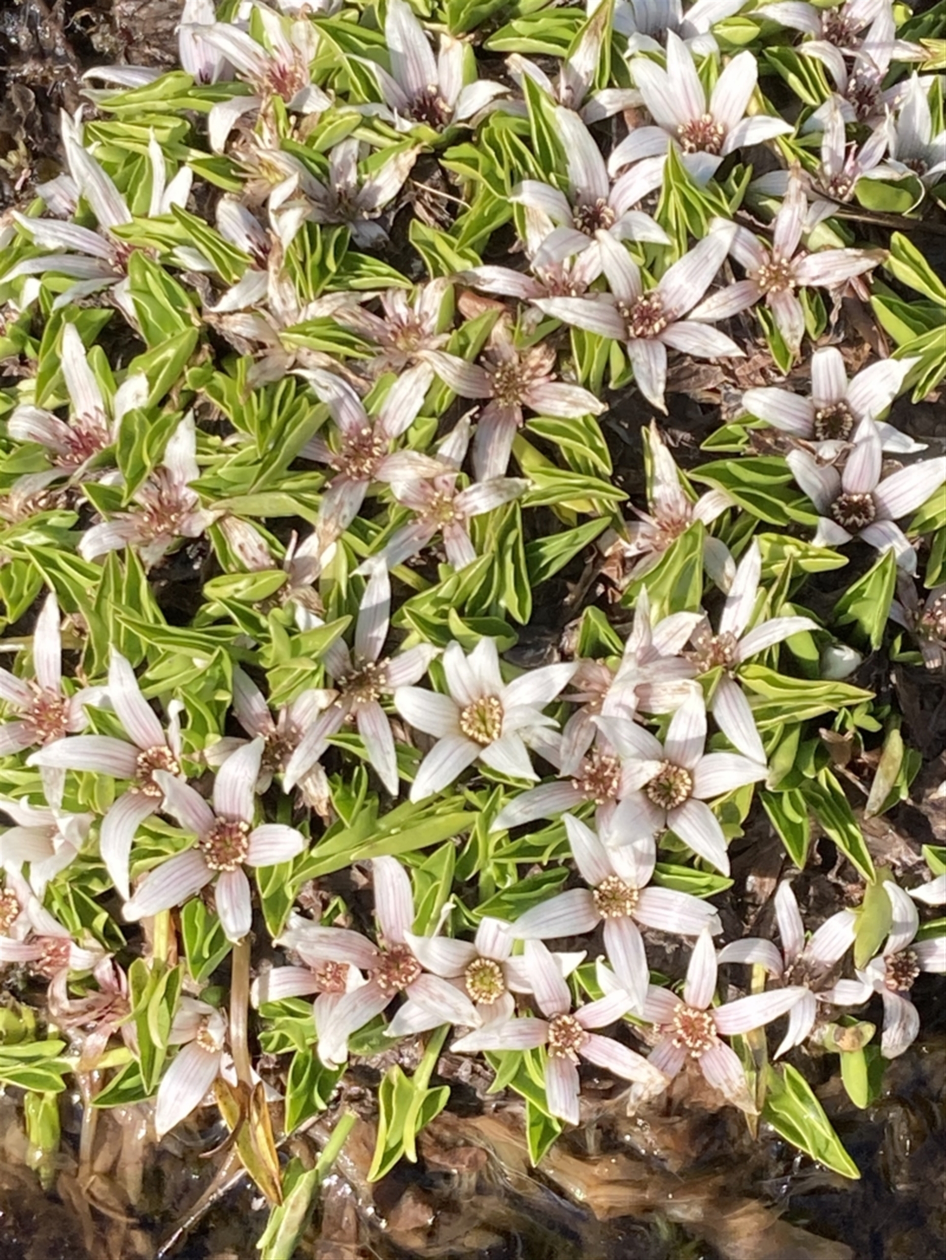 Psychrophila introloba at Mount Buffalo, VIC - 2 Sep 2023 02:51 PM
