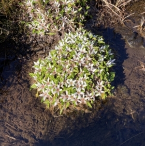 Psychrophila introloba at Mount Buffalo, VIC - 2 Sep 2023