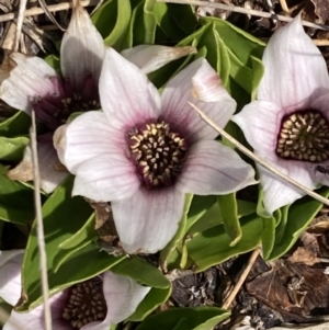 Psychrophila introloba at Mount Buffalo, VIC - 2 Sep 2023