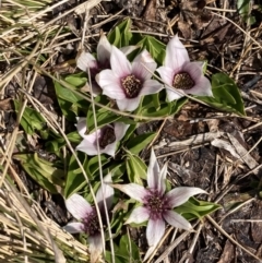 Psychrophila introloba at Mount Buffalo, VIC - 2 Sep 2023 11:26 AM