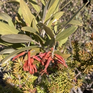 Grevillea victoriae at Mount Buffalo, VIC - 2 Sep 2023