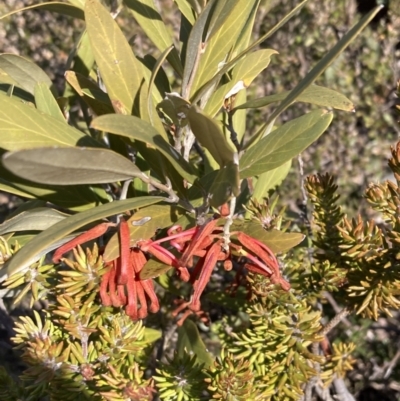 Grevillea victoriae at Mount Buffalo National Park - 2 Sep 2023 by AnneG1