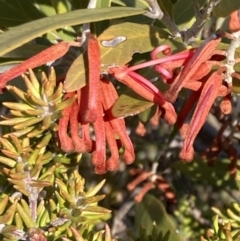 Grevillea victoriae at Mount Buffalo, VIC - 2 Sep 2023