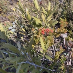 Grevillea victoriae at Mount Buffalo, VIC - 2 Sep 2023