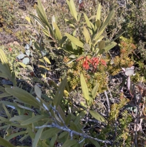 Grevillea victoriae at Mount Buffalo, VIC - 2 Sep 2023