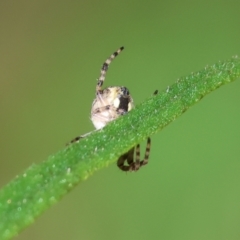 Araneinae (subfamily) (Orb weaver) at Wodonga, VIC - 6 Sep 2023 by KylieWaldon