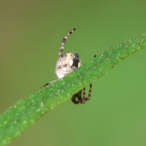 Araneinae (subfamily) at Wodonga, VIC - 6 Sep 2023 11:39 AM