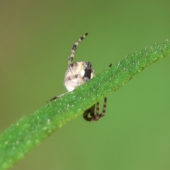 Unidentified Spider (Araneae) at Wodonga - 6 Sep 2023 by KylieWaldon