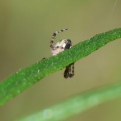 Araneinae (subfamily) at Wodonga, VIC - 6 Sep 2023 11:39 AM