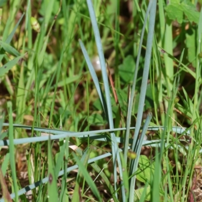 Lomandra sp. (A Matrush) at Jack Perry Reserve - 6 Sep 2023 by KylieWaldon