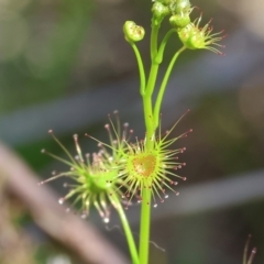 Drosera sp. (A Sundew) at Wodonga, VIC - 6 Sep 2023 by KylieWaldon