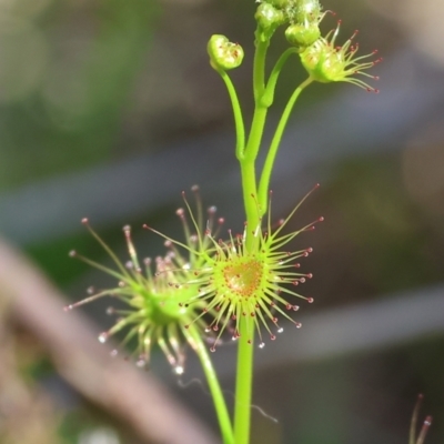 Drosera sp. (A Sundew) at Wodonga - 6 Sep 2023 by KylieWaldon