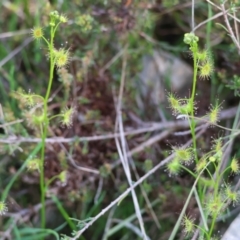 Drosera sp. at Wodonga, VIC - 6 Sep 2023 11:44 AM