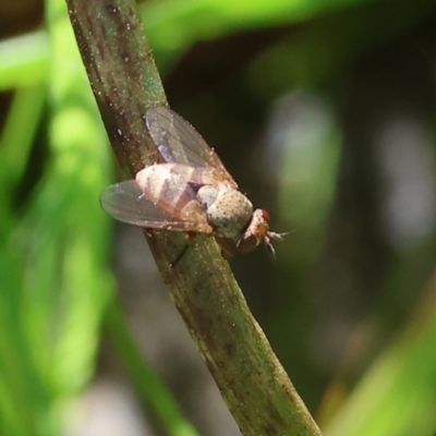 Unidentified True fly (Diptera) at Jack Perry Reserve - 6 Sep 2023 by KylieWaldon