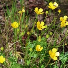 Ranunculus lappaceus (Australian Buttercup) at Wodonga - 6 Sep 2023 by KylieWaldon